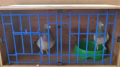 widowhood fronts for pigeon boxes.